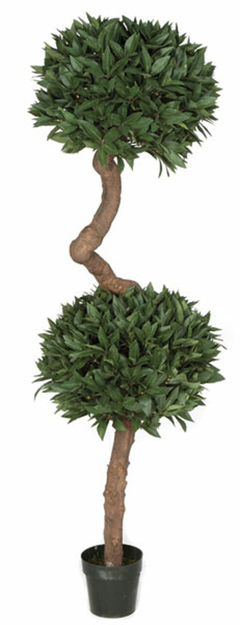 6 Foot French Laurel Double Ball Topiary